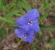 Tradescantia hirsutiflora