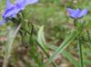 Tradescantia hirsutiflora