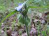 Tradescantia hirsutiflora