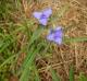 Tradescantia hirsutiflora