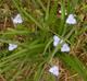 Tradescantia hirsutiflora