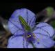 Tradescantia hirsutiflora