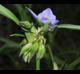 Tradescantia hirsutiflora