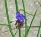 Tradescantia occidentalis