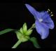 Tradescantia ohiensis