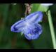 Tradescantia ohiensis