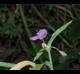 Tradescantia ohiensis