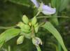 Tradescantia ohiensis