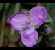 Tradescantia ohiensis