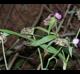 Tradescantia ohiensis