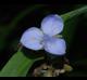 Tradescantia ohiensis