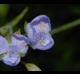 Tradescantia ohiensis