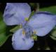 Tradescantia ohiensis