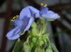 Tradescantia ohiensis