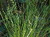 Carex atlantica