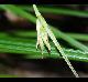 Carex basiantha