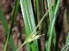 Carex basiantha