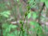 Carex brevior