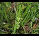 Carex bulbostylis