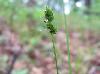 Carex cephalophora