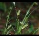 Carex cherokeensis