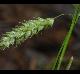 Carex cherokeensis