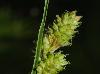 Carex complanata