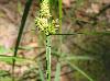 Carex complanata