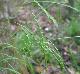 Carex debilis