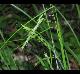 Carex debilis