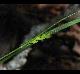 Carex digitalis