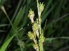 Carex festucacea