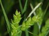 Carex flaccosperma