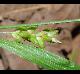 Carex flaccosperma