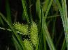 Carex frankii