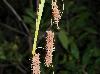 Carex glaucescens