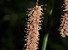 Carex glaucescens