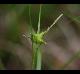 Carex intumescens