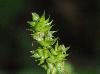 Carex leavenworthii