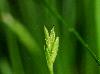 Carex leptalea