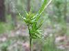 Carex lonchocarpa