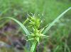 Carex louisianica