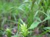 Carex louisianica