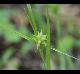 Carex louisianica