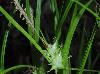 Carex louisianica