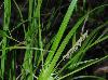 Carex louisianica