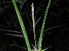 Carex louisianica