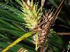 Carex lupulina