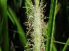 Carex lupulina