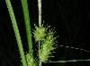 Carex lupulina